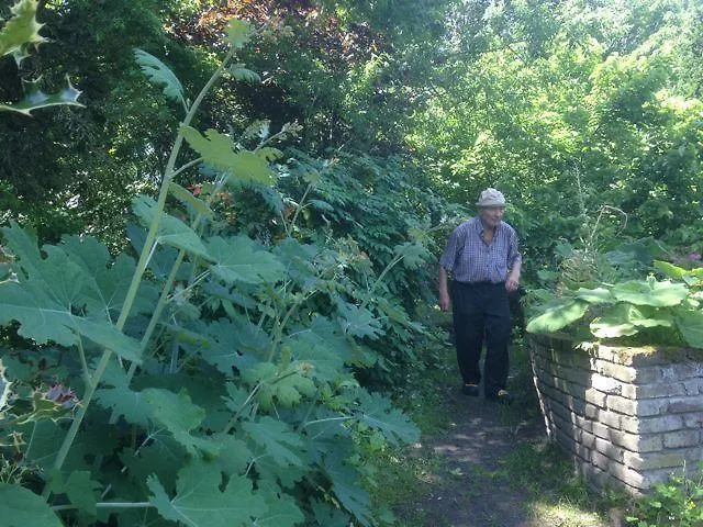 Kasteel * באקסם